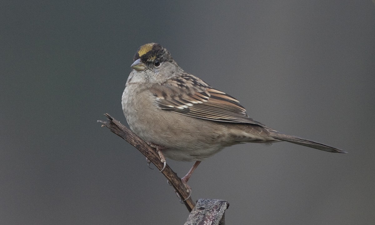 Golden-crowned Sparrow - Brian Sullivan