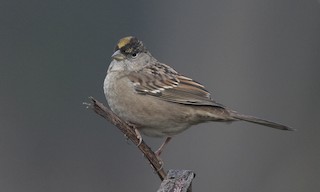  - Golden-crowned Sparrow