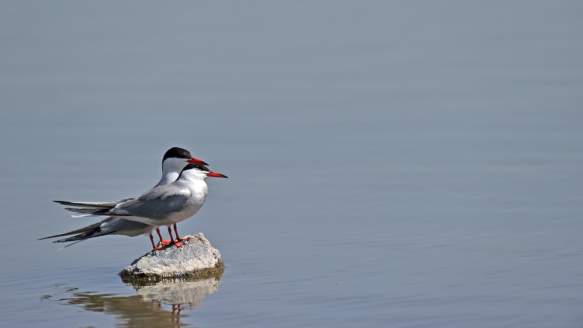Common Tern - ML27306781