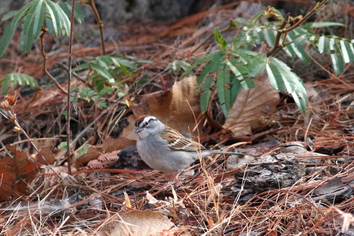 Chipping Sparrow - ML273068171