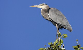  - Great Blue Heron