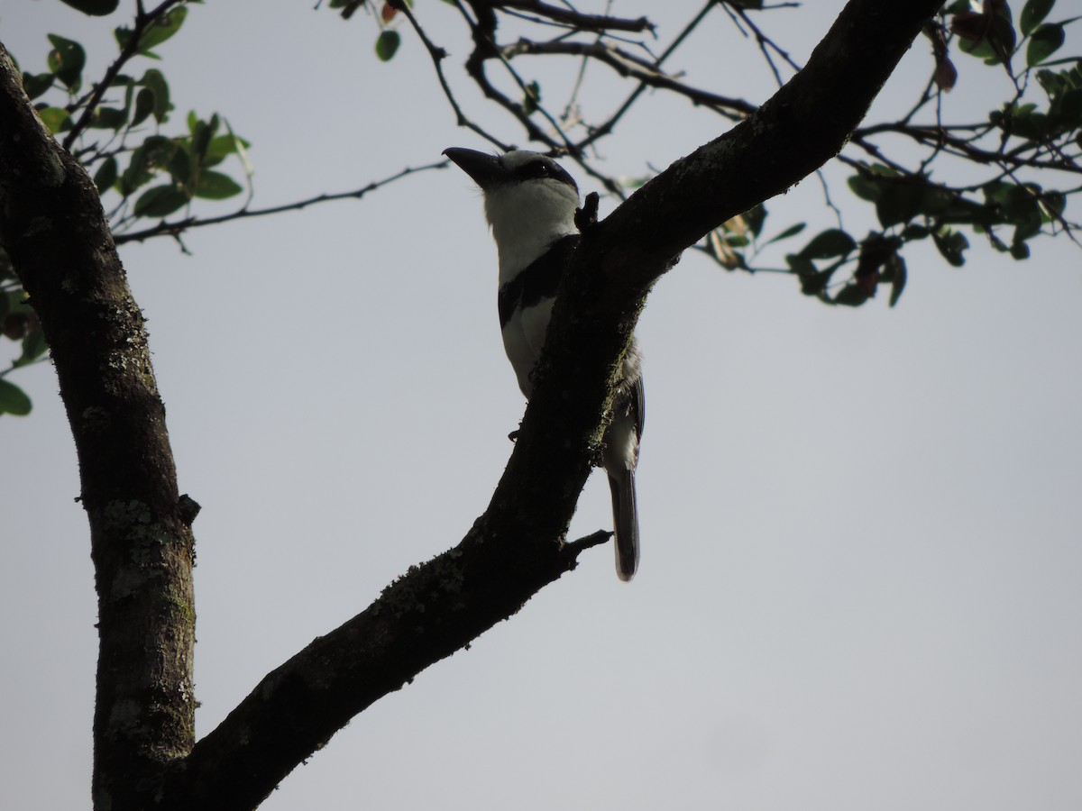White-necked Puffbird - Javier Santos V