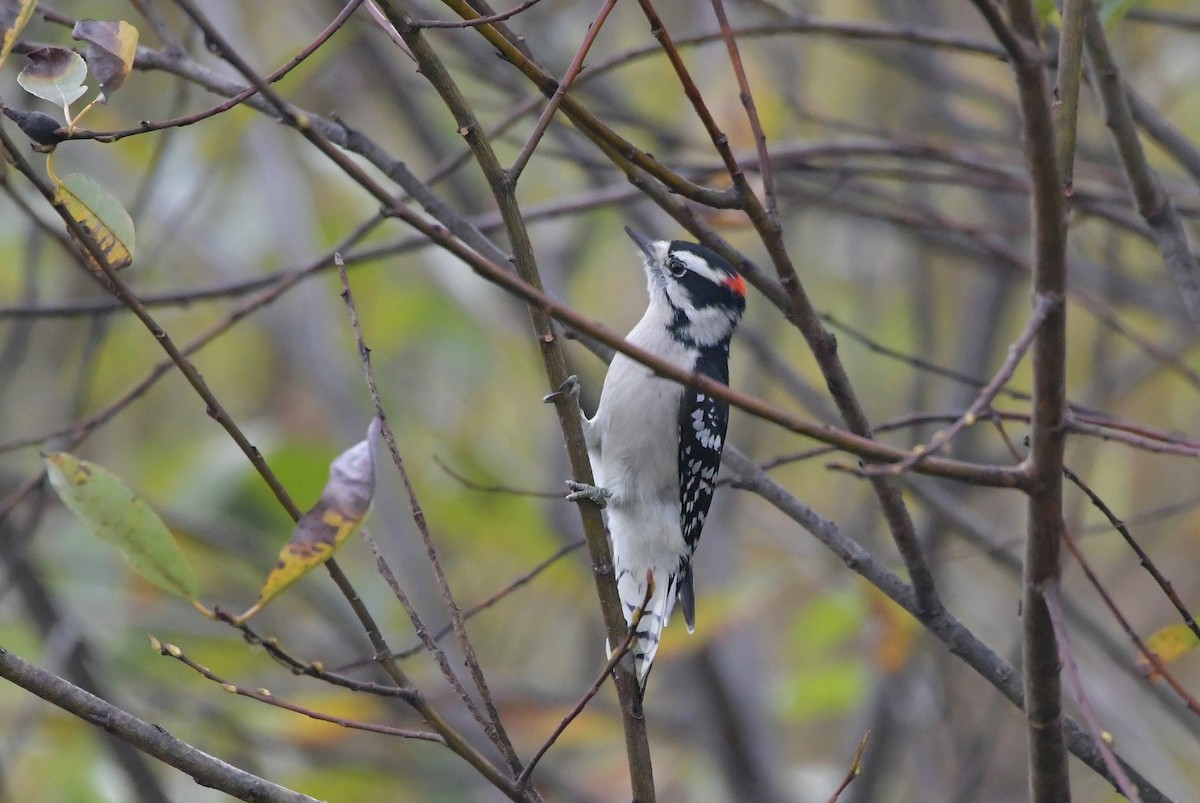 Downy Woodpecker - ML273075291