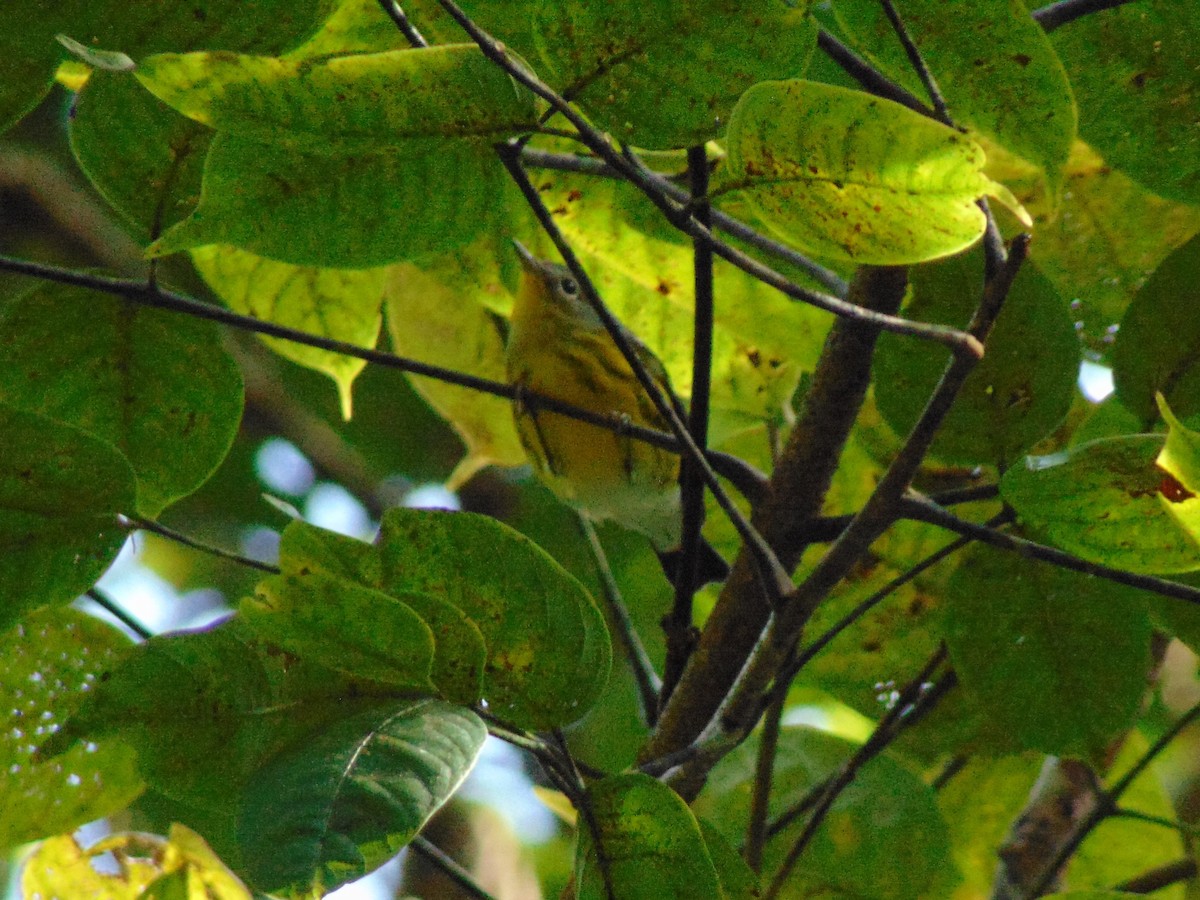 Magnolia Warbler - ML273075491