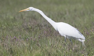  - Great Egret