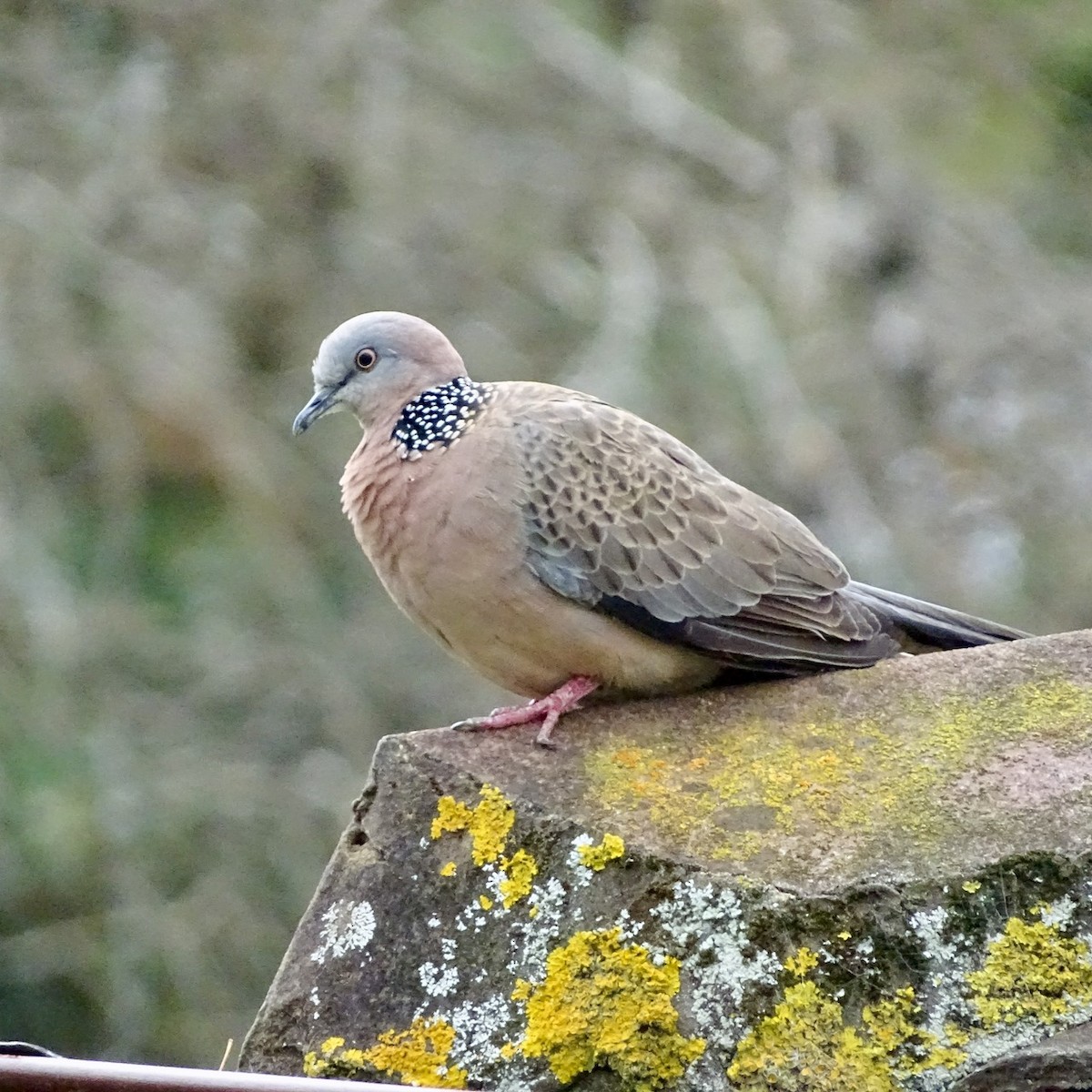 Spotted Dove - ML273076421