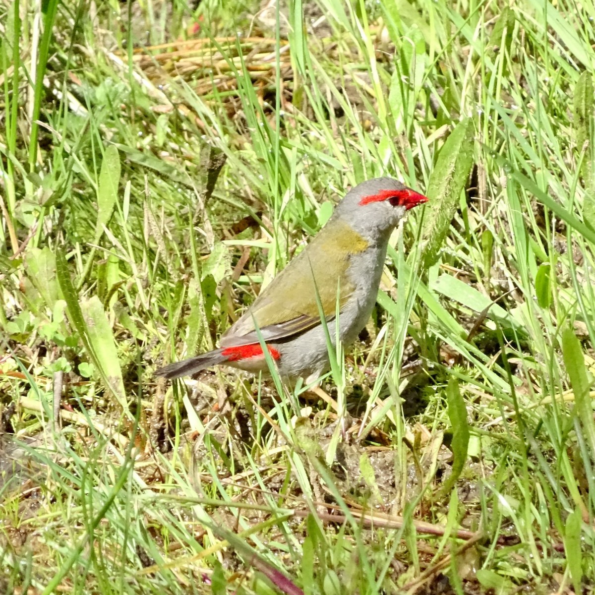 Red-browed Firetail - Neil Shelley