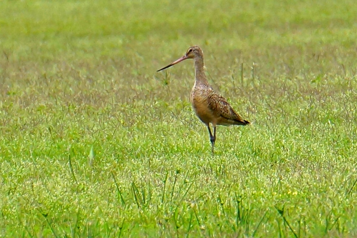 Marbled Godwit - Connie Guillory