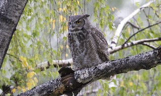  - Great Horned Owl