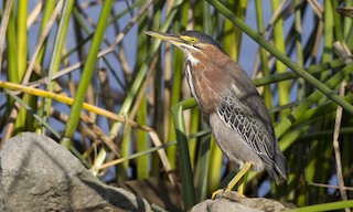  - Green Heron