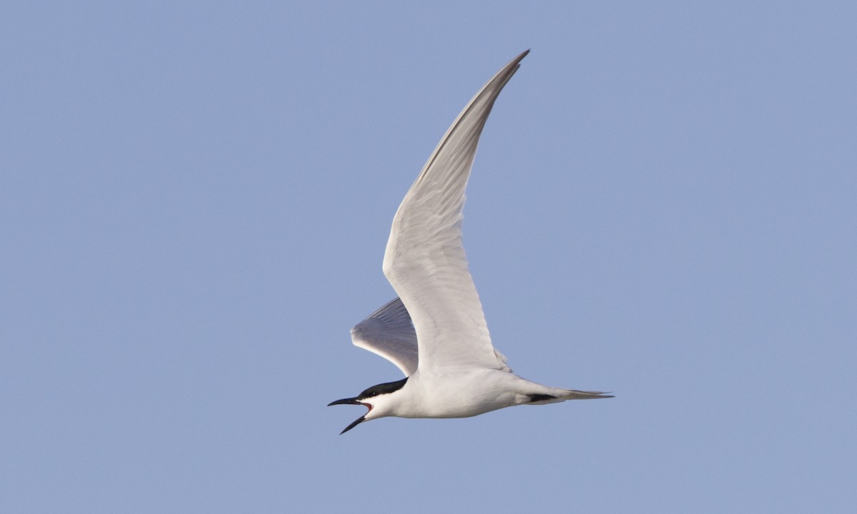 Gull-billed Tern - Brian Sullivan