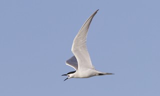  - Gull-billed Tern