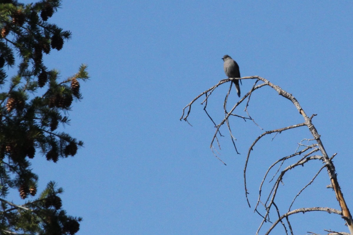 Townsend's Solitaire - ML273091591
