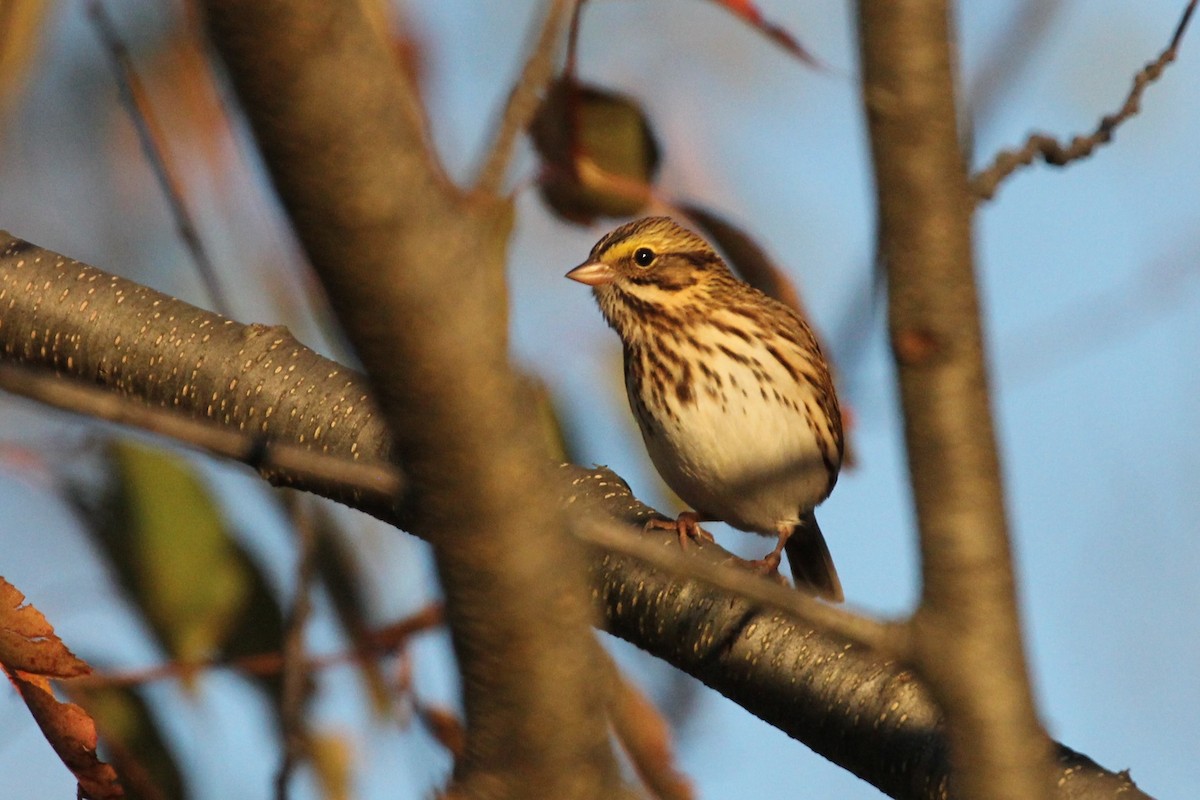 Savannah Sparrow - ML273096081