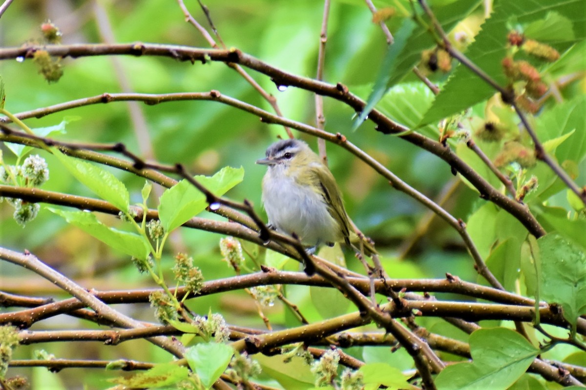Red-eyed/Chivi Vireo - ML273096191