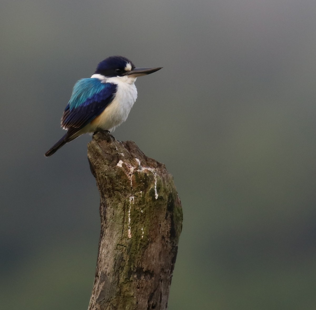 Forest Kingfisher - ML273097881