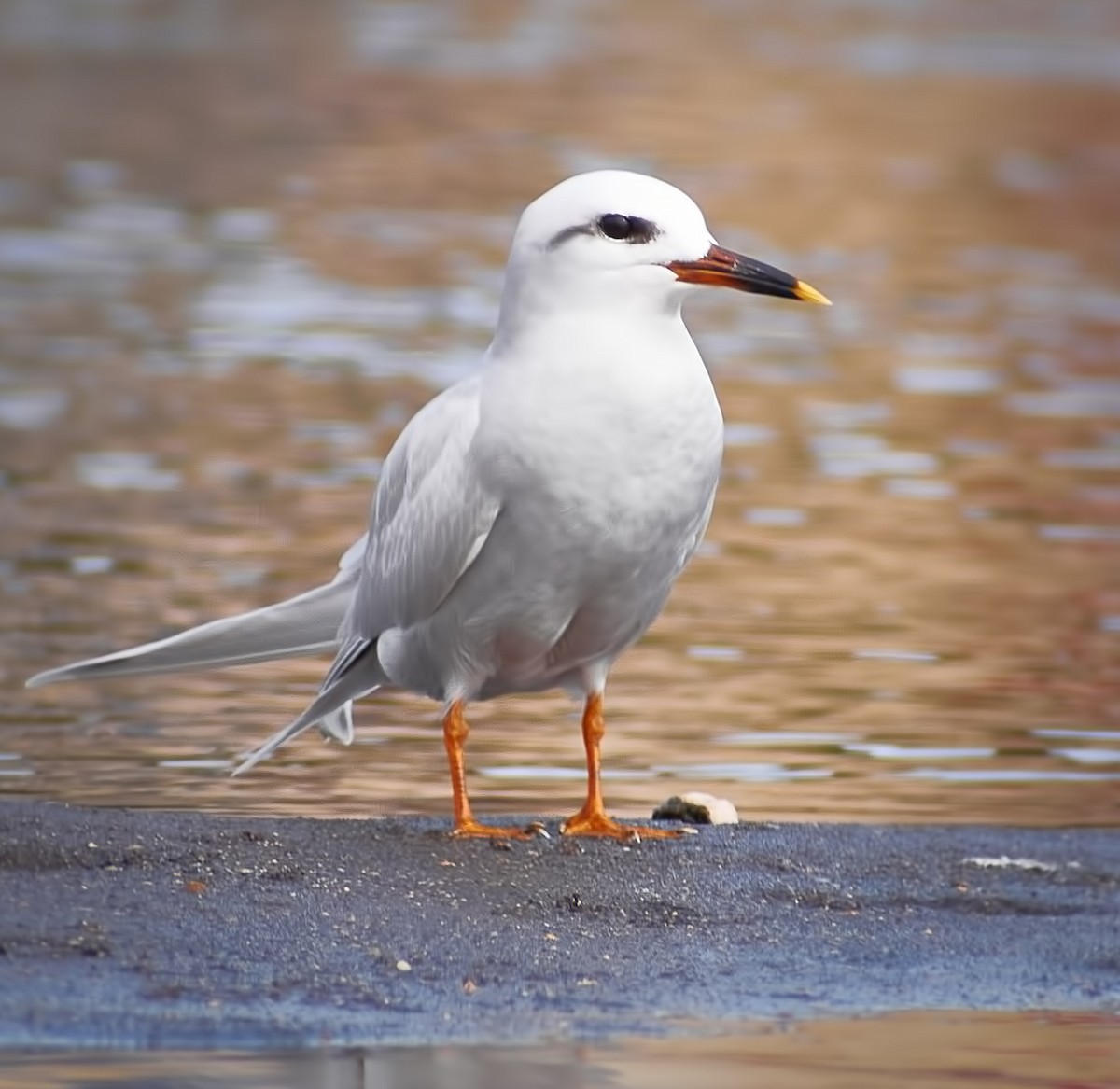 Snowy-crowned Tern - ML273098751