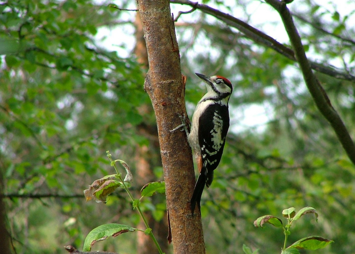 Great Spotted Woodpecker (Great Spotted) - ML273109791