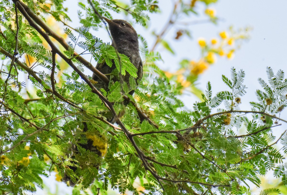 Gray-bellied Cuckoo - Dr. Pankaj Chibber