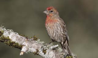  - House Finch