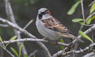 House Sparrow Passer Domesticus Birds Of The World