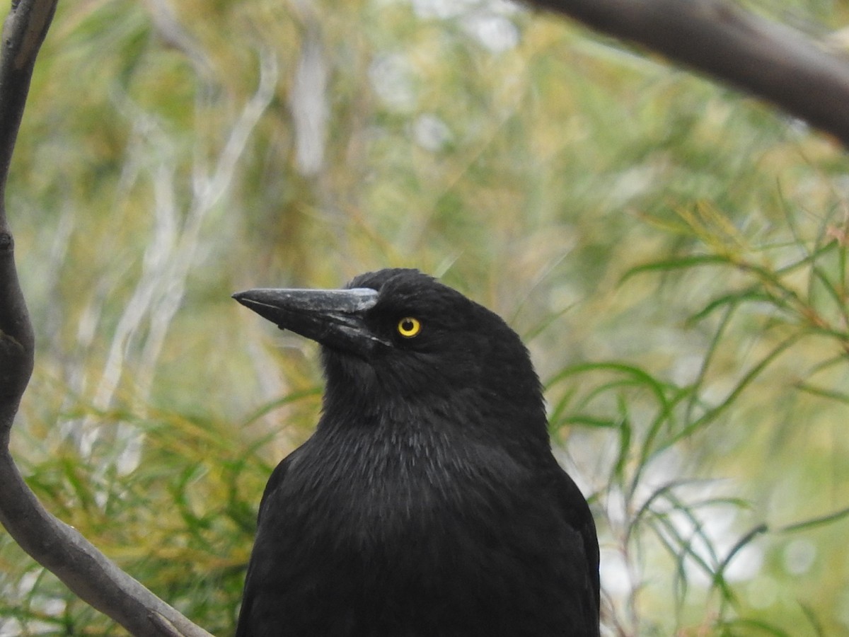 Gray Currawong - George Vaughan