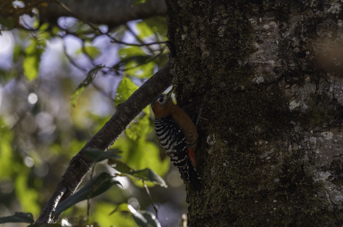 Rufous-bellied Woodpecker - ML273123721