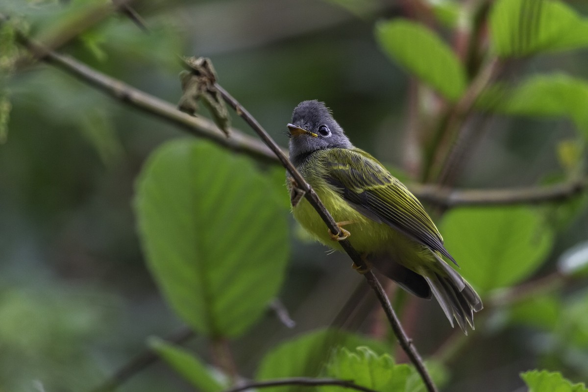 Gray-headed Canary-Flycatcher - Amol Marathe