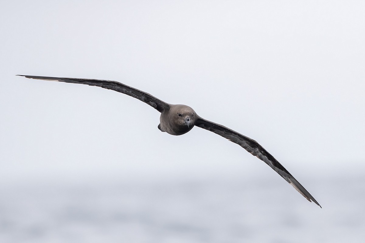 Great-winged Petrel - Niall D Perrins
