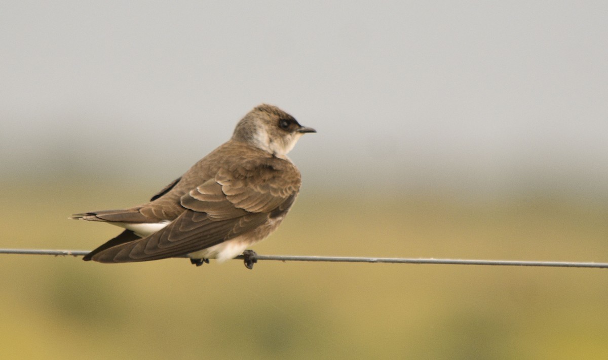 Brown-chested Martin - ML273132531
