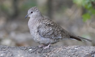  - Inca Dove