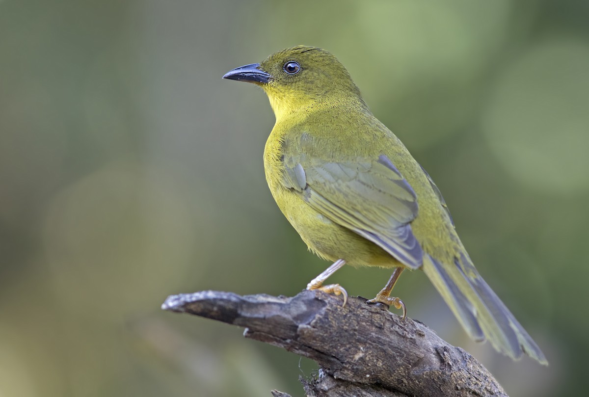 Olive-green Tanager - ML273134371