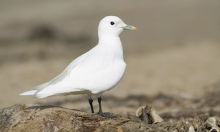  - Ivory Gull