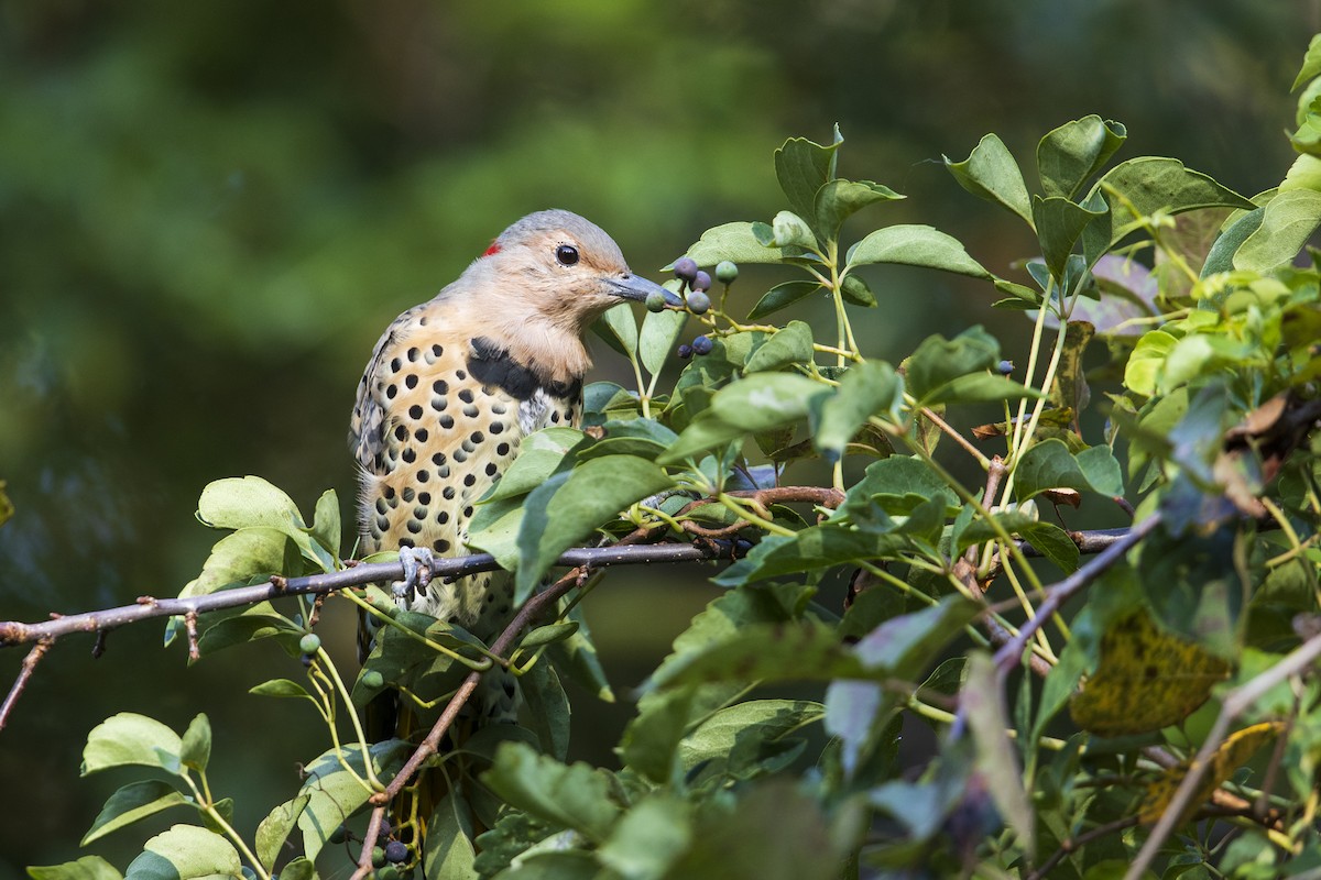 Northern Flicker (Yellow-shafted) - ML273141321
