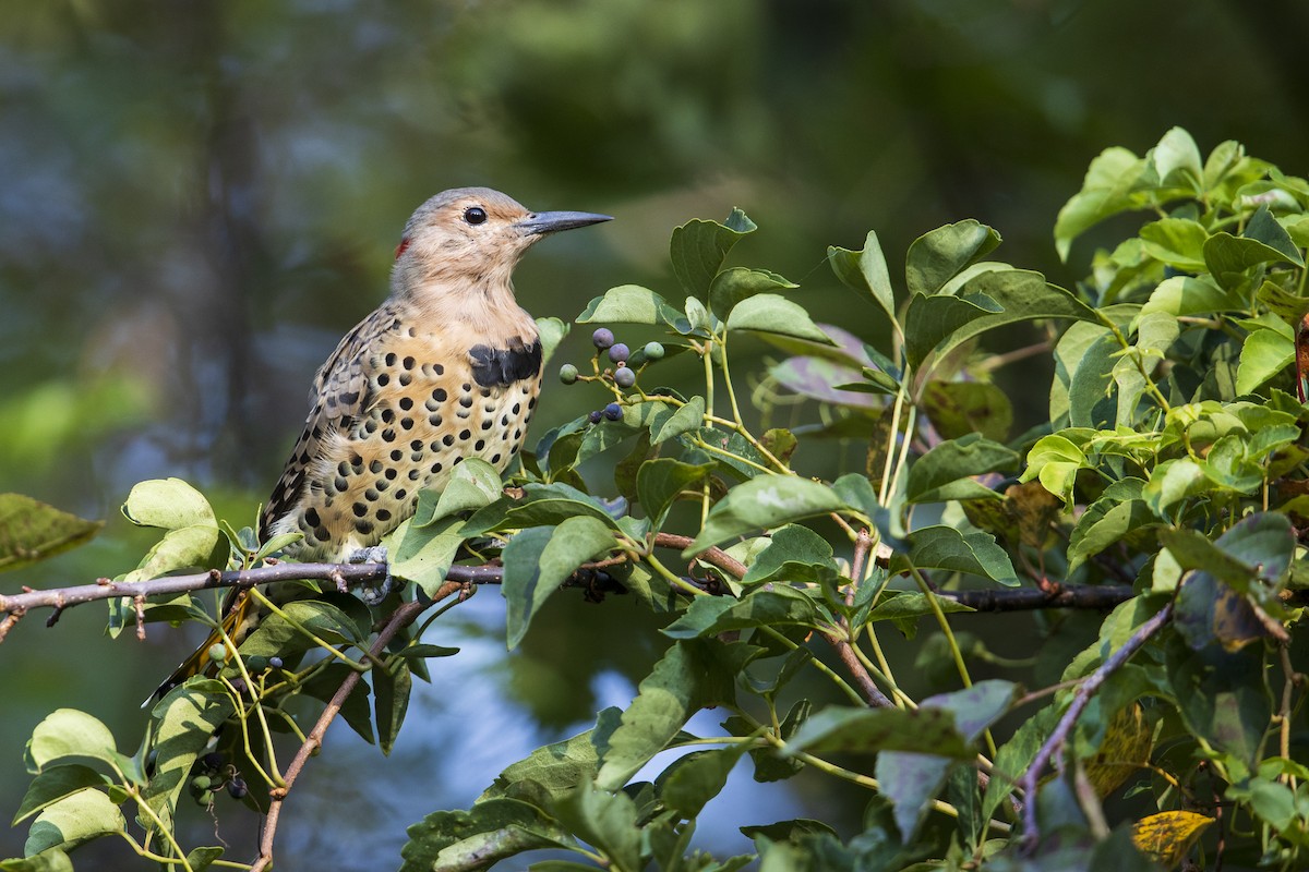 Northern Flicker (Yellow-shafted) - ML273141331