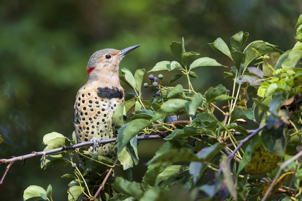 Northern Flicker (Yellow-shafted) - ML273141341