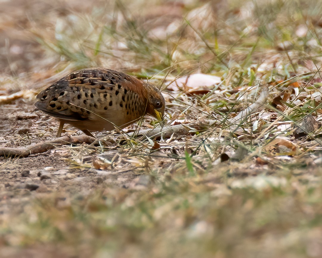 Red-backed Buttonquail - ML273141811