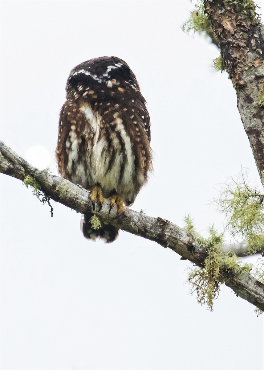 Andean Pygmy-Owl - ML273142411