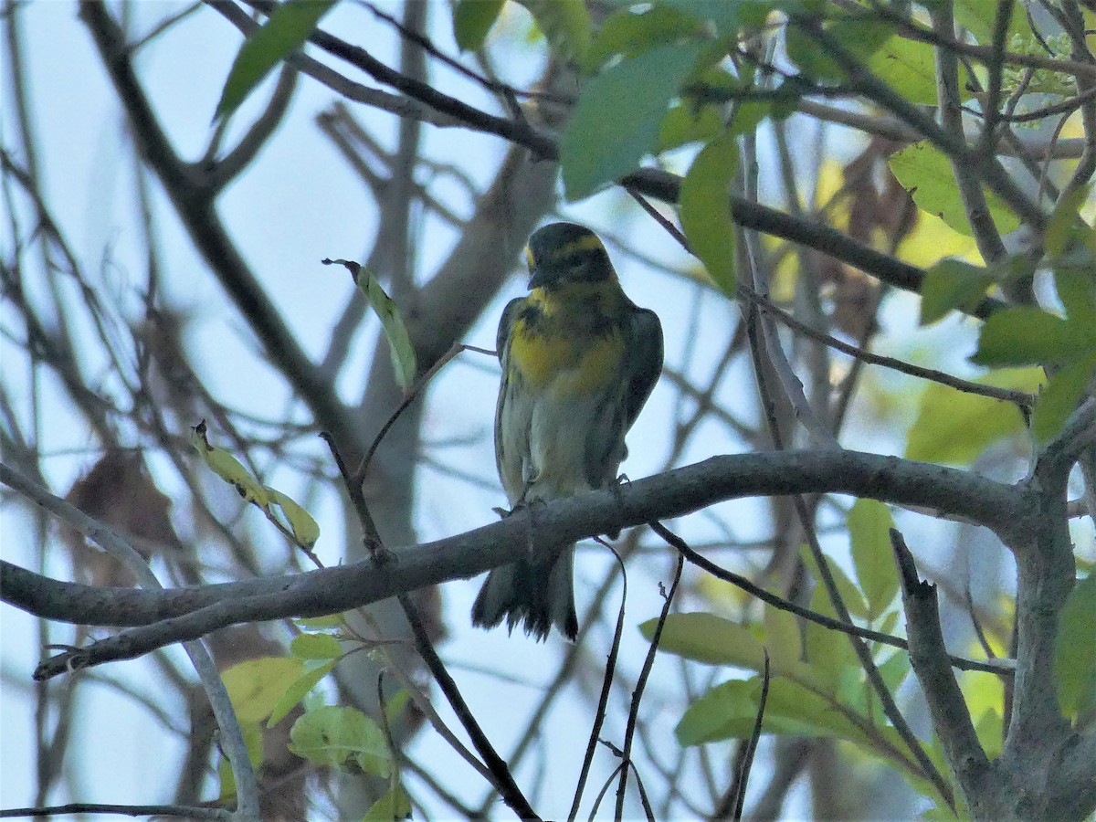 Townsend's Warbler - Bermuda Historical Records