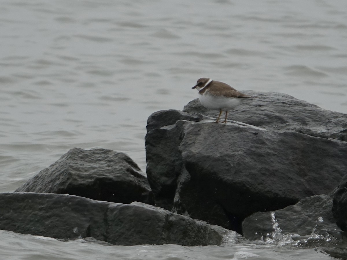 Semipalmated Plover - ML273144711