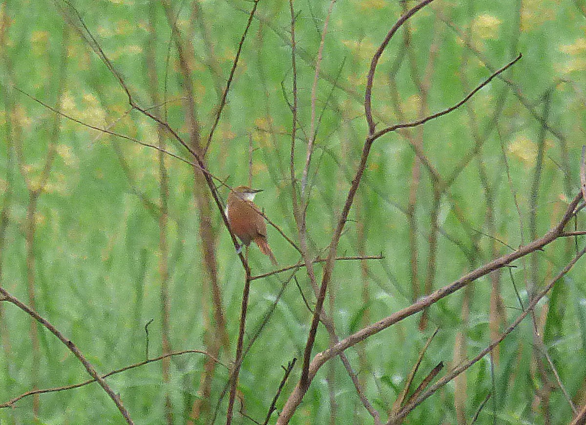 Yellow-chinned Spinetail - ML273153011