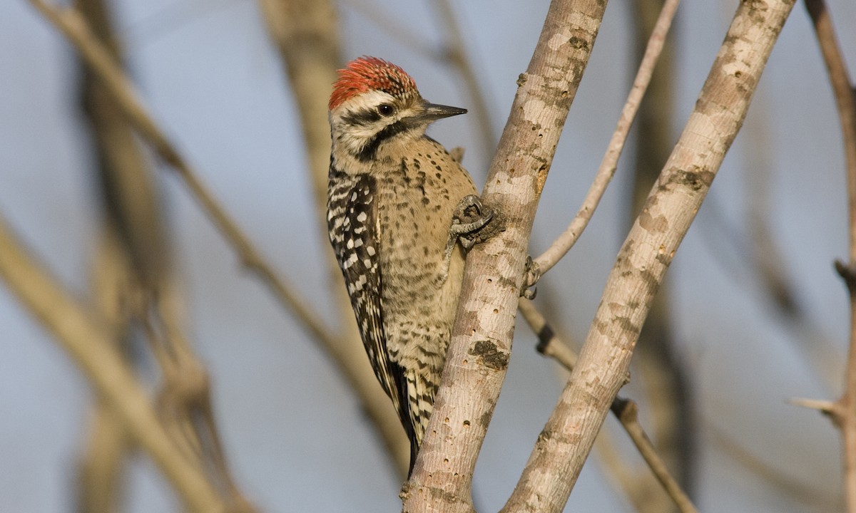 Ladder-backed Woodpecker - Brian Sullivan