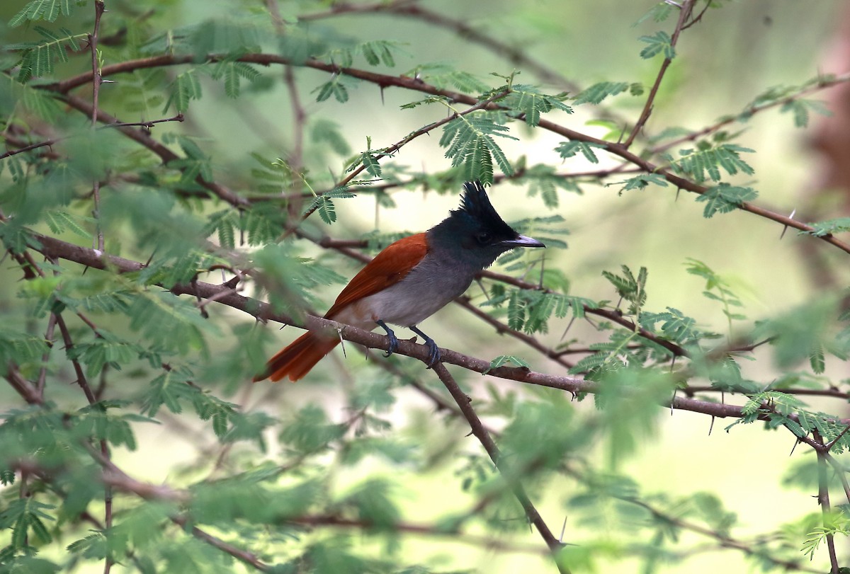 Indian Paradise-Flycatcher - Surendhar Boobalan