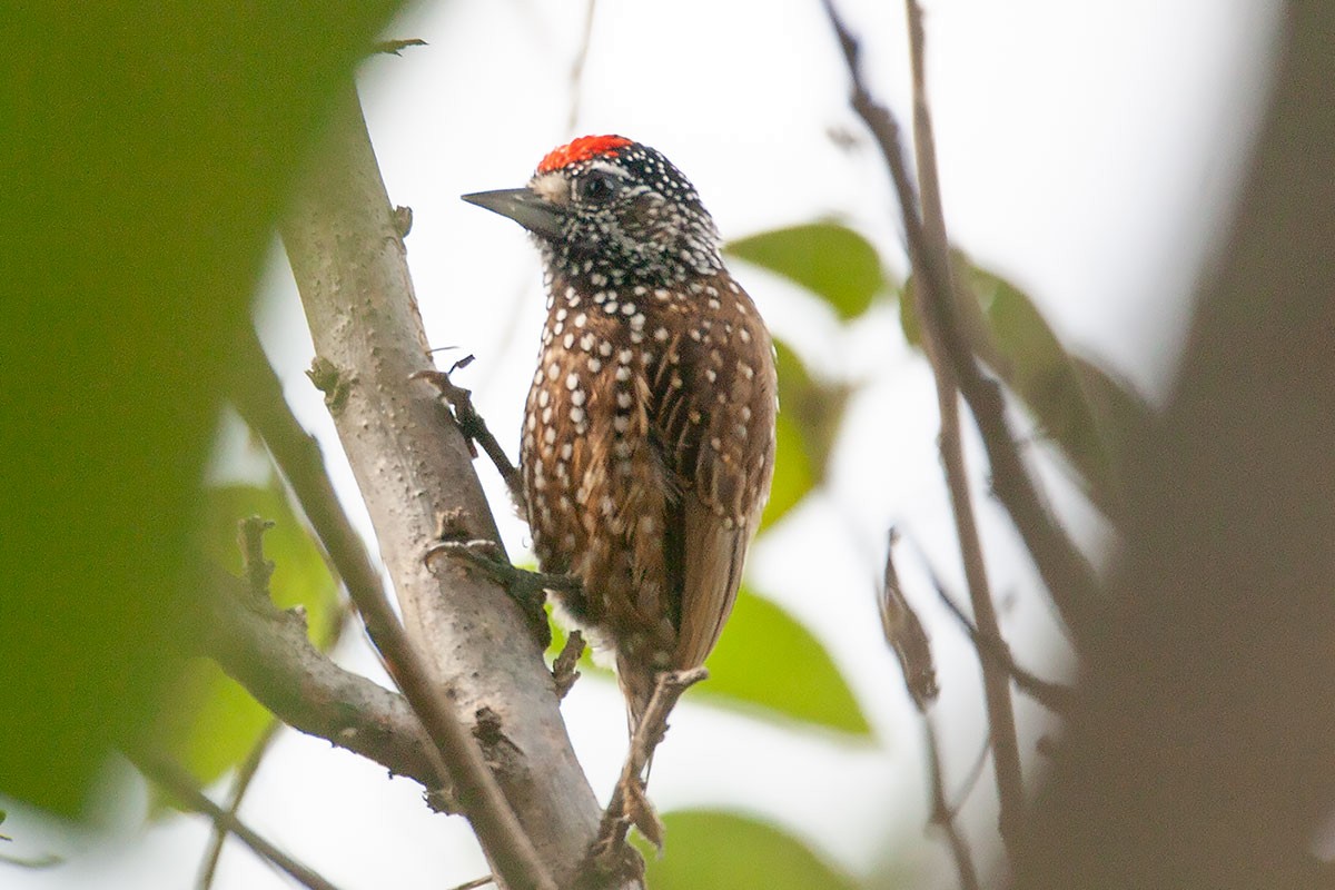 Spotted Piculet - ML273159111