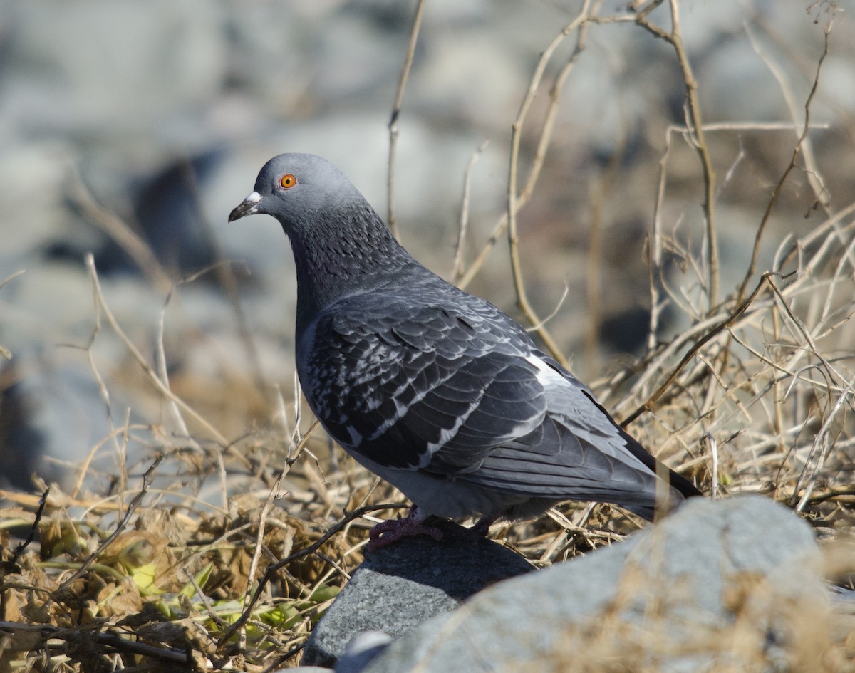 Rock Pigeon (Feral Pigeon) - ML273159351