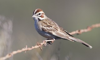  - Lark Sparrow