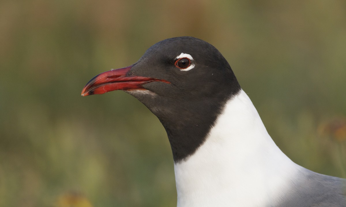 Laughing Gull - Brian Sullivan