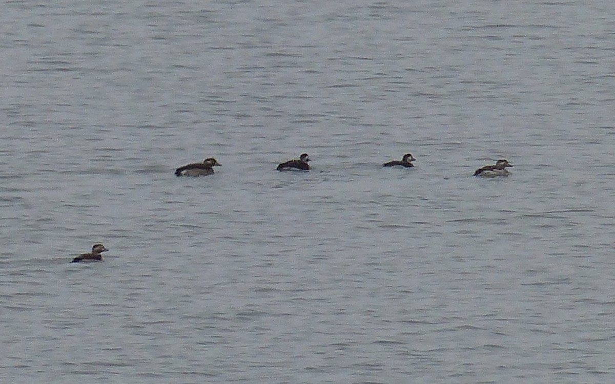 Long-tailed Duck - ML273164371