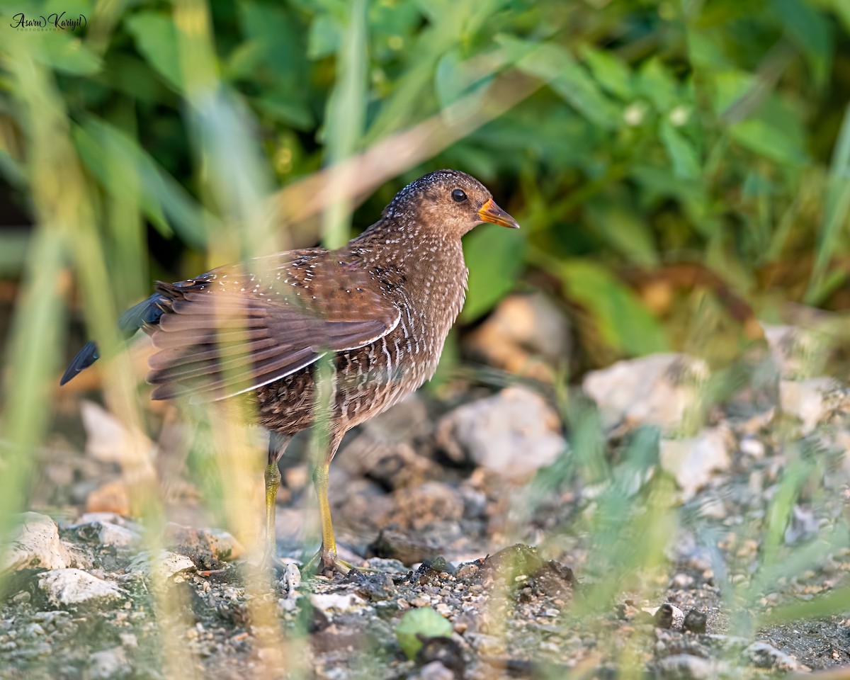 Spotted Crake - ML273165291