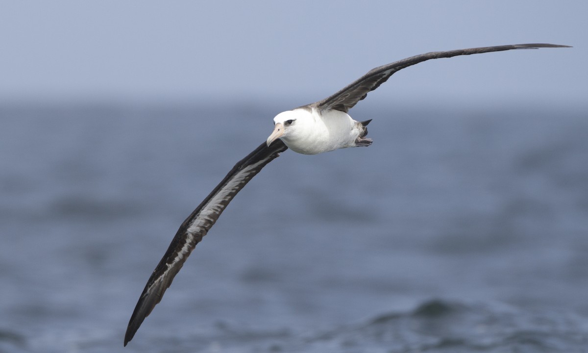 Laysan Albatross - ML27316791